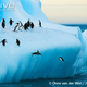 Illustration for article titled Flightless Friday - Pygoscelis antarcticus Edition